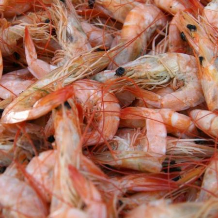 Nayarit: Diputado difiere del líder pesquero respecto a la urgencia de levantar la veda de camarón – El Occidental