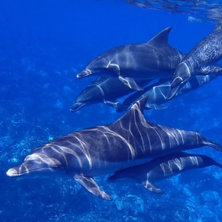 Delfines rescatan a un hombre de un tiburón que lo acechaba [Video] – El Occidental