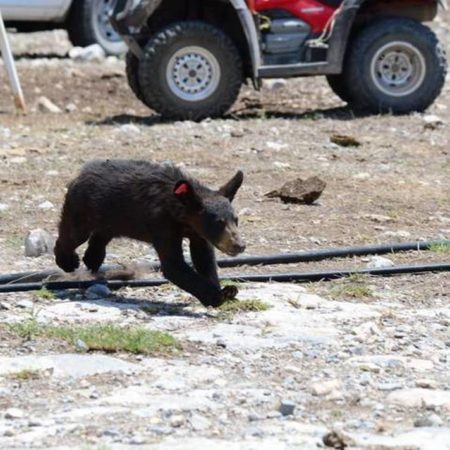 Oso de Coahuila: detenidos los presuntos responsables de asesinar a oso – El Occidental