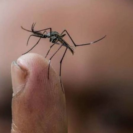 Zapopan recuerda no bajar la guardia ante el dengue – El Occidental