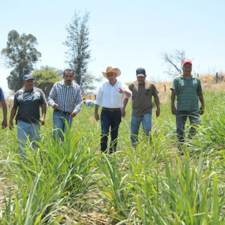 Productores del campo en Jalisco, comprometidos a garantizar mejores condiciones para jornaleros – El Occidental
