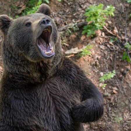 Un oso interrumpe pedida de matrimonio en NL: así quedó captado en video – El Occidental