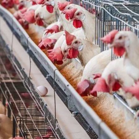 Influenza aviar: Jalisco no ha registrado nuevos casos – El Occidental