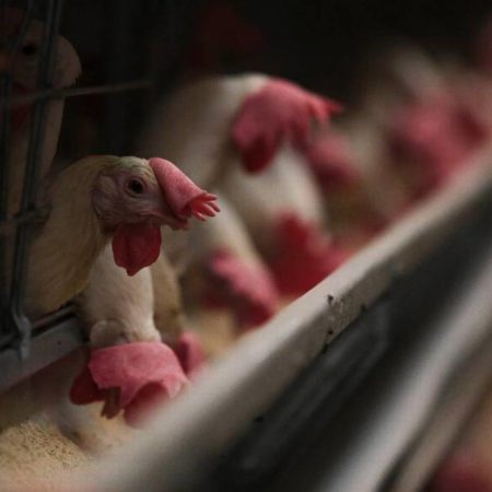 Influenza aviar no se contagia por consumo de huevo o pollo – El Occidental