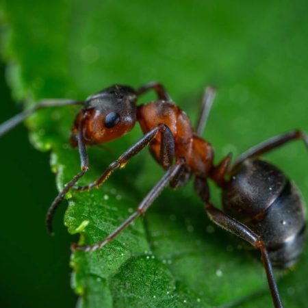 Las hormigas tienen mucho que enseñarnos – El Occidental