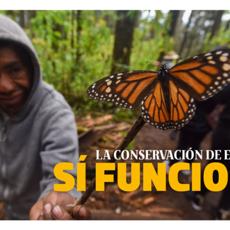 La conservación de especies sí funciona – El Occidental