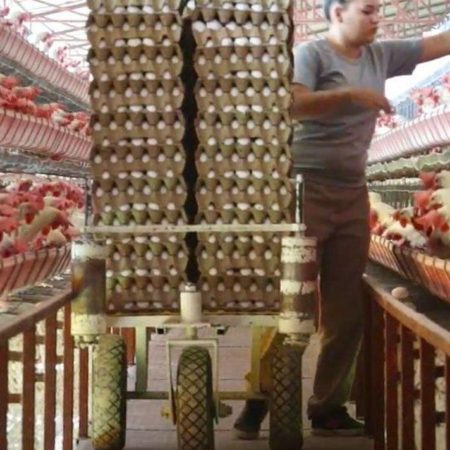 Declaran a Jalisco libre de influenza aviar, pero continuarán con la vacunación de aves – El Occidental