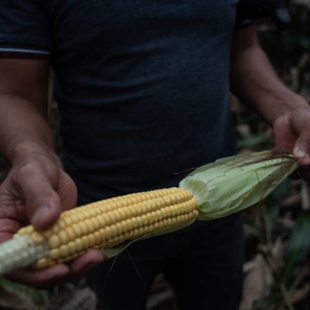 EU considera acudir al T-MEC si no se arregla problema agrícola con México – El Occidental