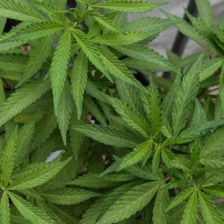 FGE Colima asegura una ‘gran cantidad’ de plantas de marihuana – El Occidental