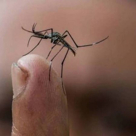 Nayarit: Se presenta la primera muerte por dengue – El Occidental
