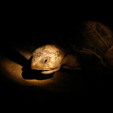 CUCSur logra cifra récord en rescate de crías y huevos de tortuga – El Occidental