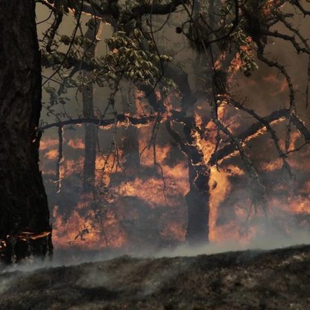 Incendio del Bosque de La Primavera ‘parece ser que fue provocado’, anuncia el Gobernador – El Occidental
