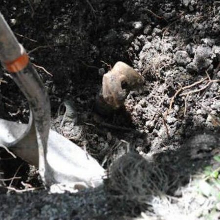 Van 86 bolsas exhumadas en fosa clandestina de la Primavera – El Occidental