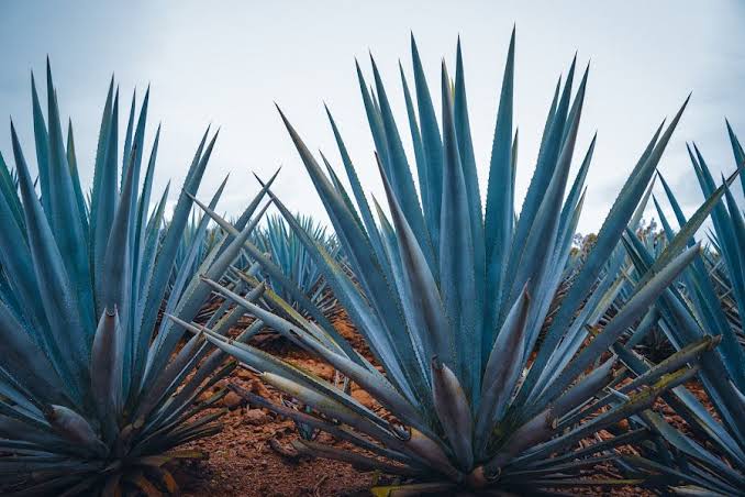 agave-tequila