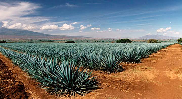 tequila-agaves