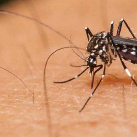 Dengue: Se confirman tres casos en Jalisco – El Occidental