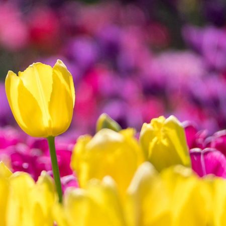 ¿Por qué regalar flores amarillas el 21 de marzo? Así puedes unirte a la tendencia en TikTok – El Occidental