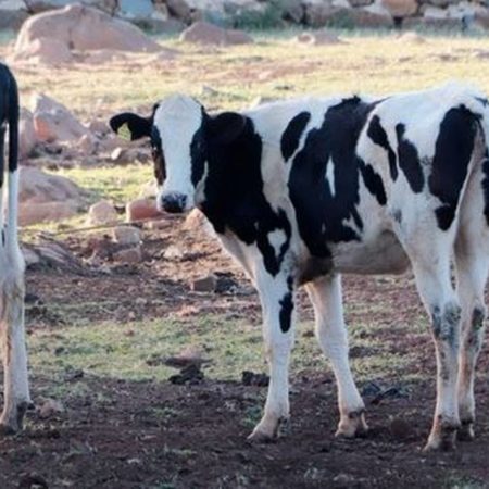 Avanzan en la erradicación de tuberculosis bovina – El Occidental