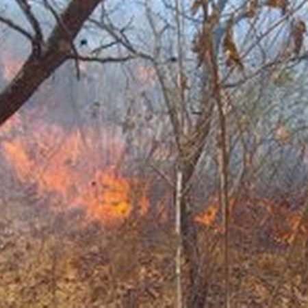 Combaten incendio forestal en el Cerro de Totoltepec – El Occidental