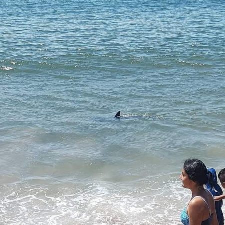 Delfín apareció en zona de playa de Jalisco; lo salvaron de quedar varado – El Occidental