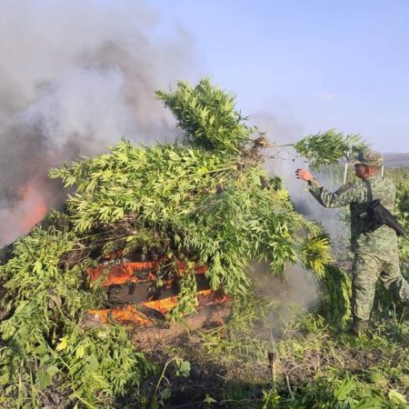 Ejército Mexicano destruye 100 mil plantas de marihuana en Poncitlán – El Occidental