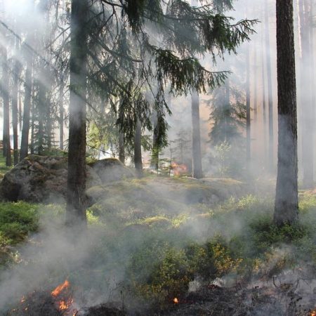 Zapopan: Sin control los tres incendios forestales activos – El Occidental
