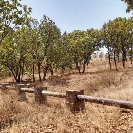 Bosque del Nixticuil: Vecinos denuncian incendios intencionales para acabar con el arbolado y construir – El Occidental