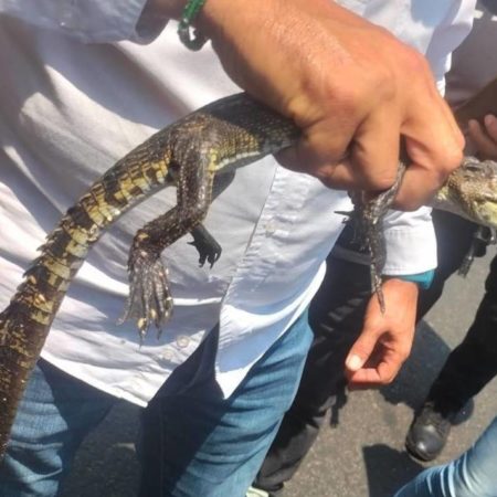 Decomisan 56 animales en operativo en el Baratillo, entre ellos un cocodrilo – El Occidental