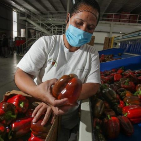 México pasa a ser el productor de alimento número 11 en el mundo – El Occidental