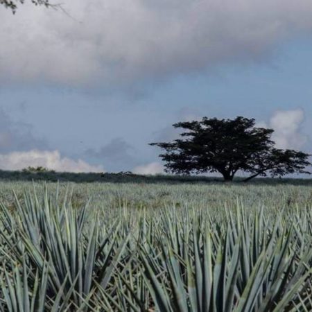 Tequila, Jalisco es el escenario ideal para la filmación de producciones nacionales y extranjeras – El Occidental